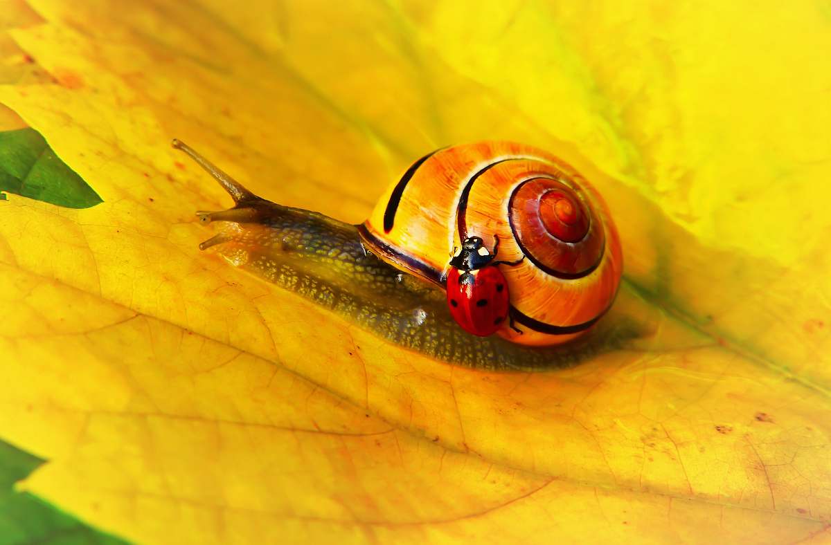 animal ladybug on yellow snail snail