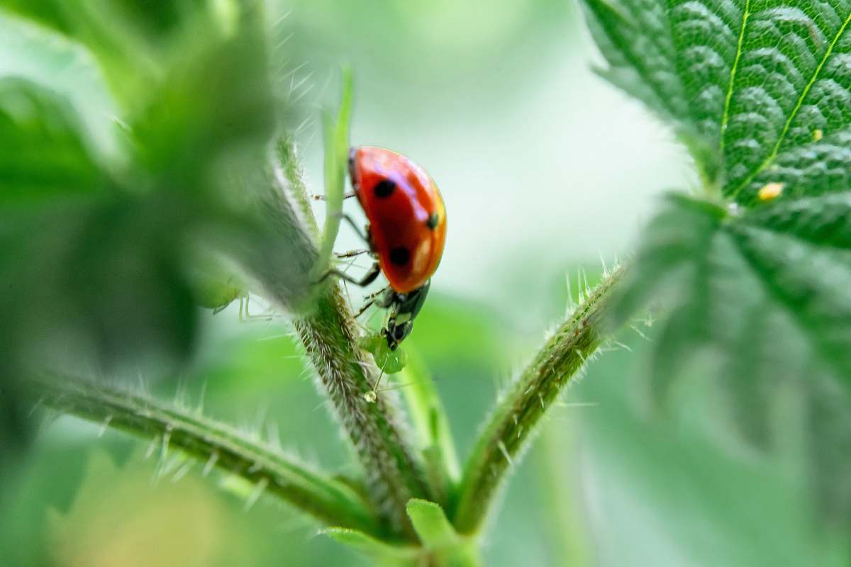 animal red and black ladybug on plant invertebrate