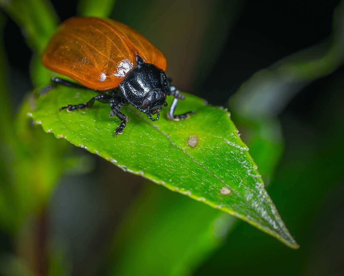 animal selective focused photo of brown and black bug dung beetle