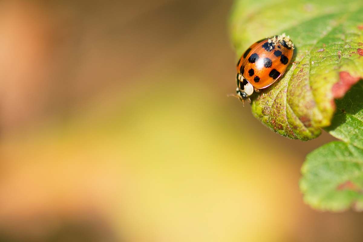 animal selective photography of Lady bug on leaf ant
