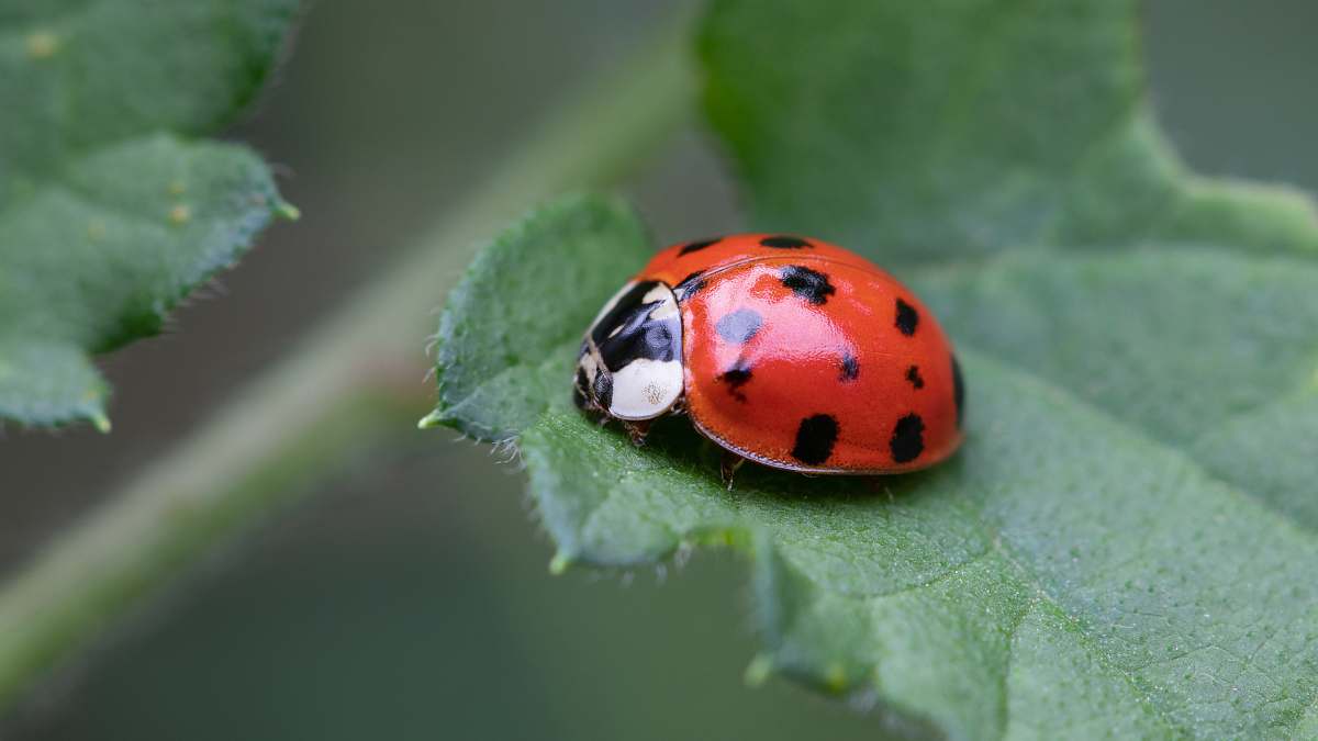 plant macro photography of lady bug on green leaf park of irani - sc -  brazil