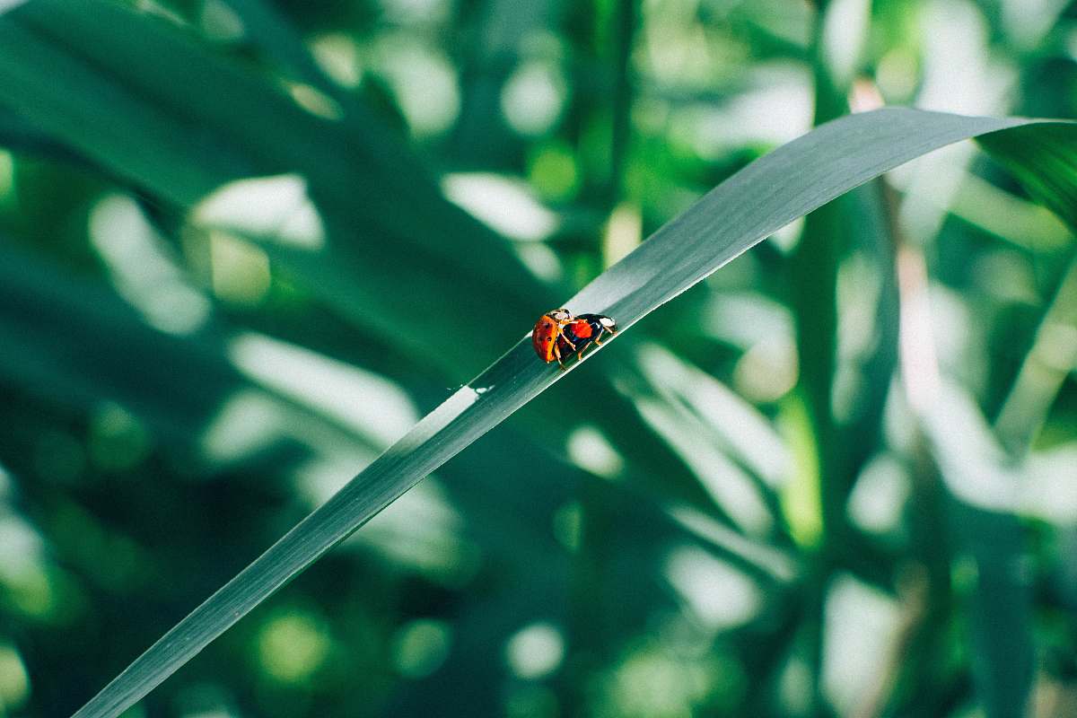 almere two red lady bugs netherlands