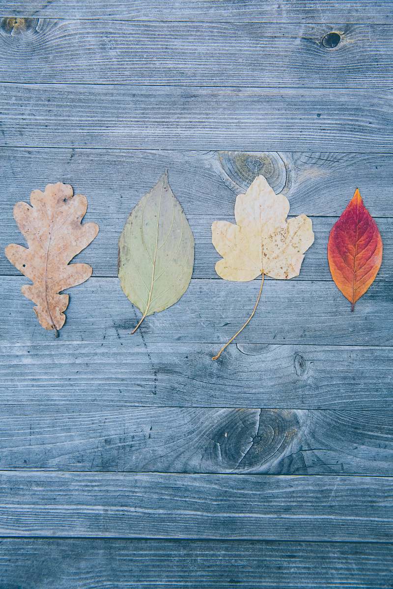leaf four assorted-shape of leaves autumn