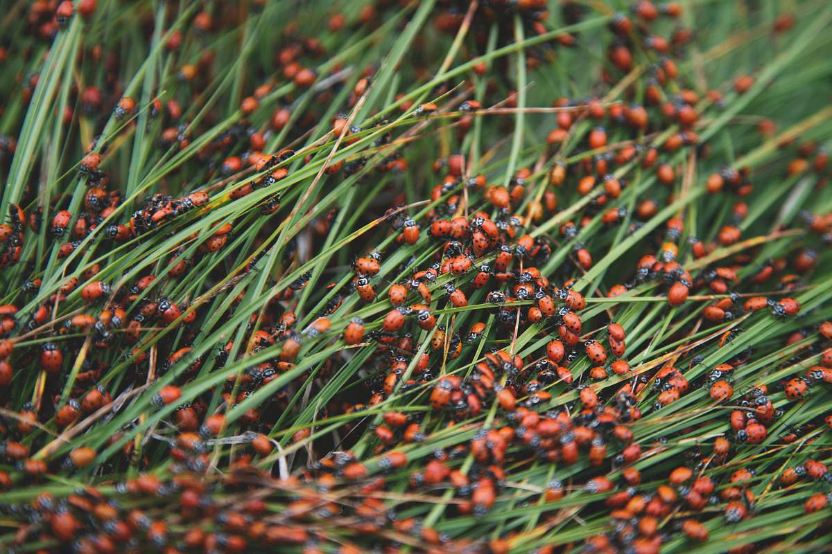 conifer green grass flora