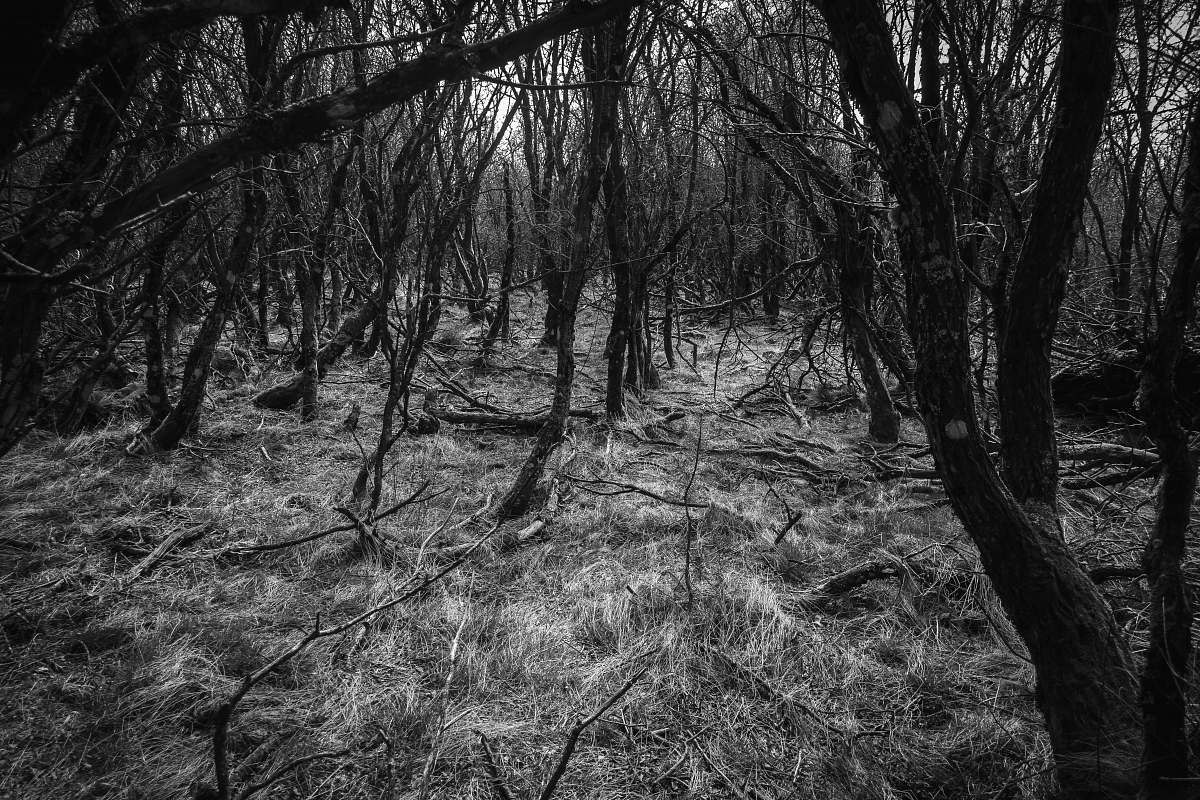 black-and-white leafless trees forest