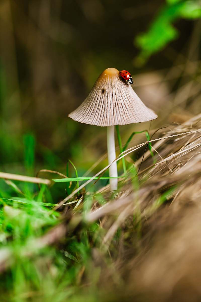 mushroom macro photography of bug on the mushroom fungus