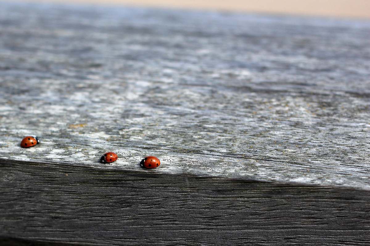 grey photo of three ladybug on black and gray surface fence