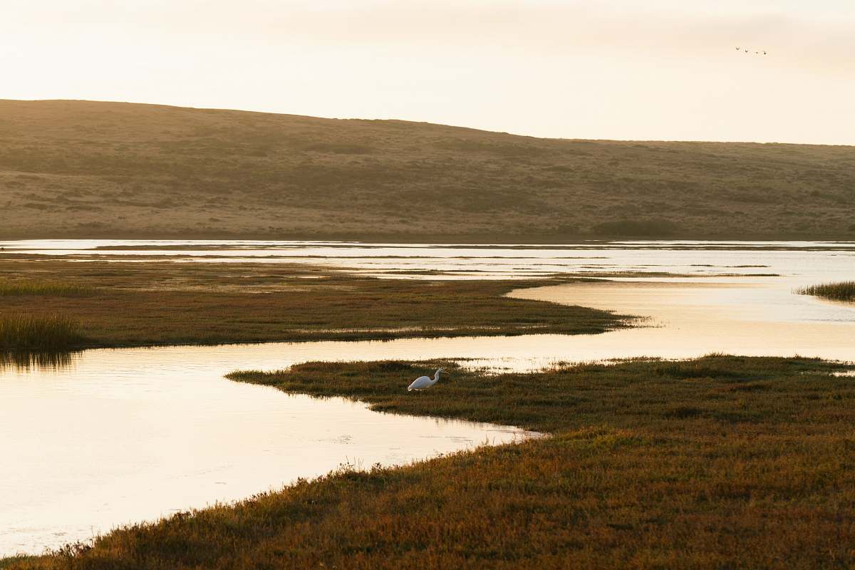 outdoors white bird beside body of water land