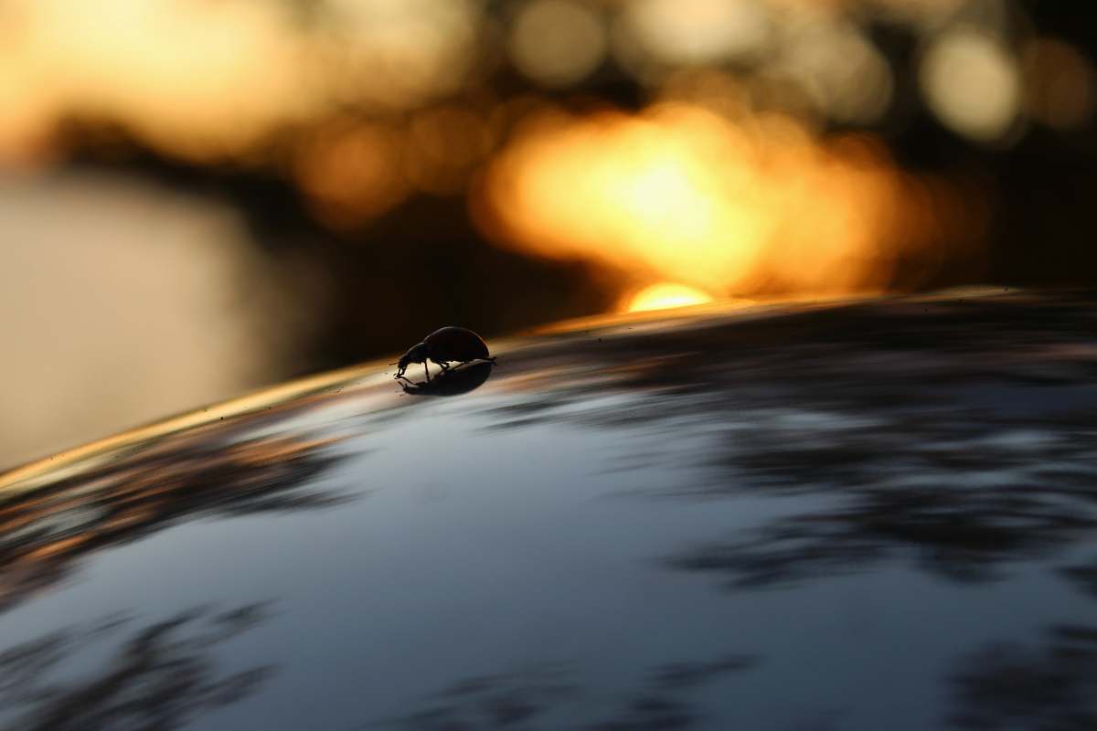 droplet  water