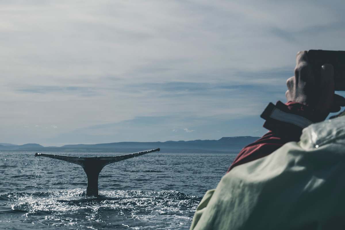 sea photo of black whale in ocean during daytime human