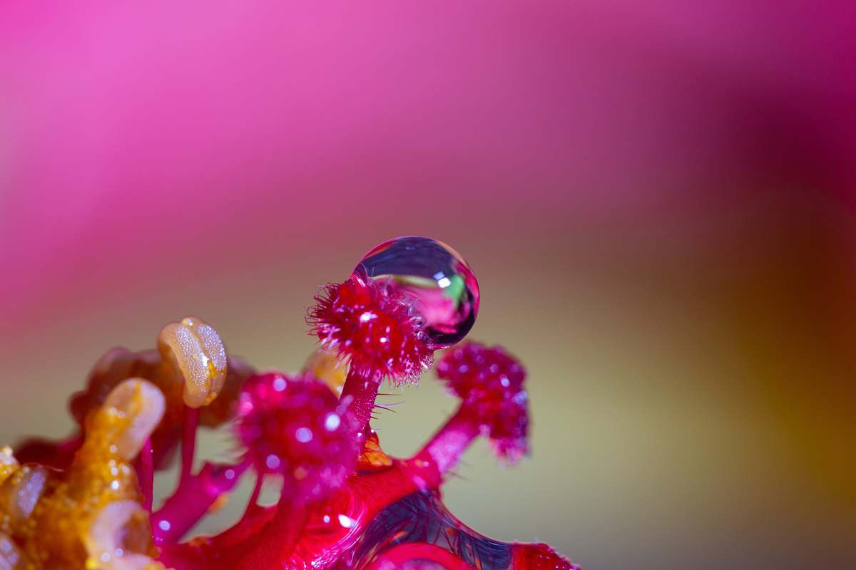 droplet waterdrop on red flowers photo