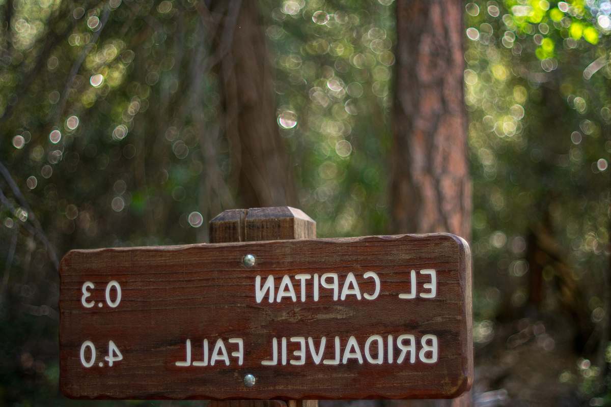 tree El Capitan signage symbol