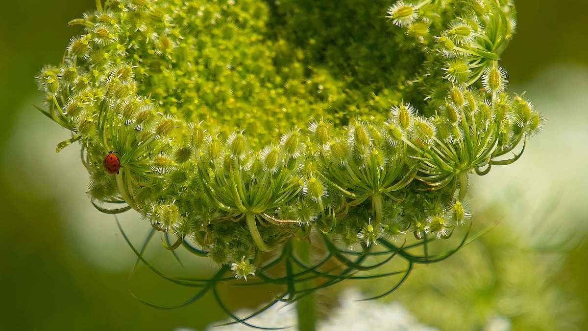 flower green leafed plant blossom