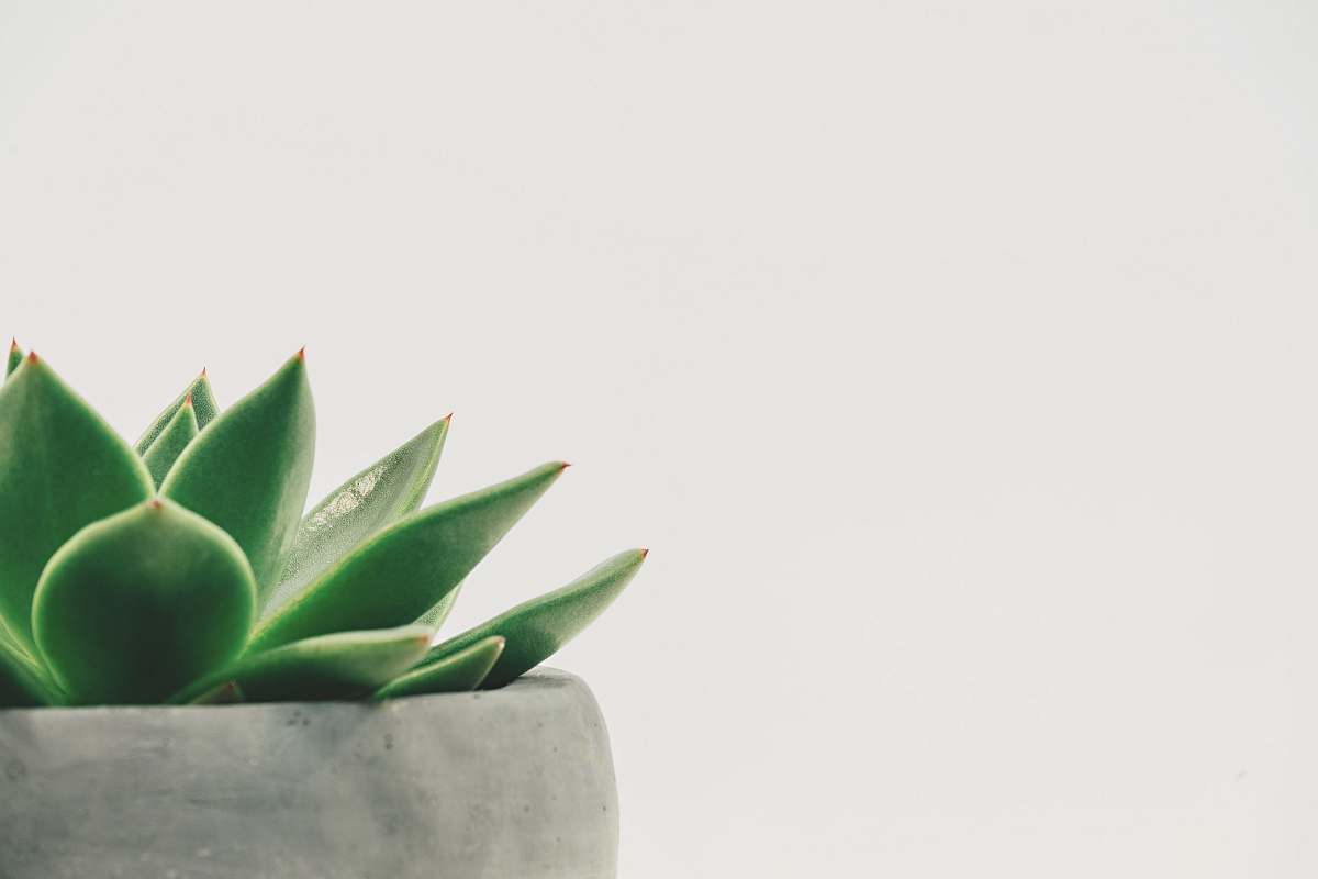 succulent green plant minimal