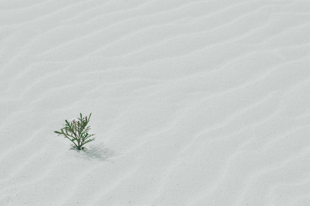 sand green tree on sand white