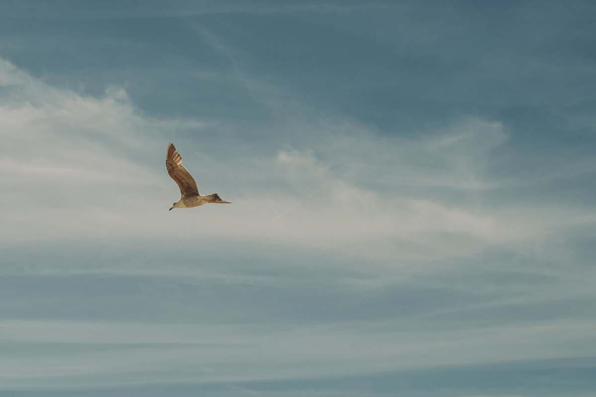 animal flying bird on the sky bird