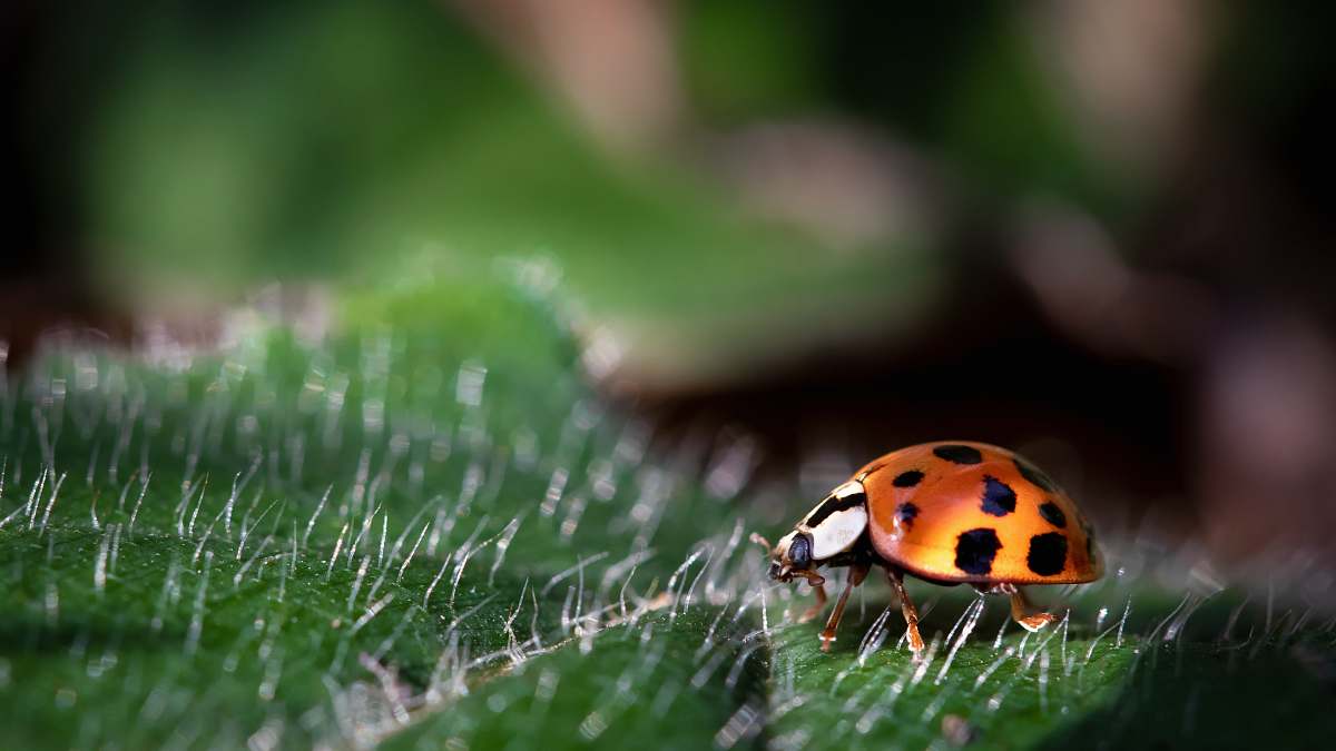 irani closeup photo of ladybug brasil