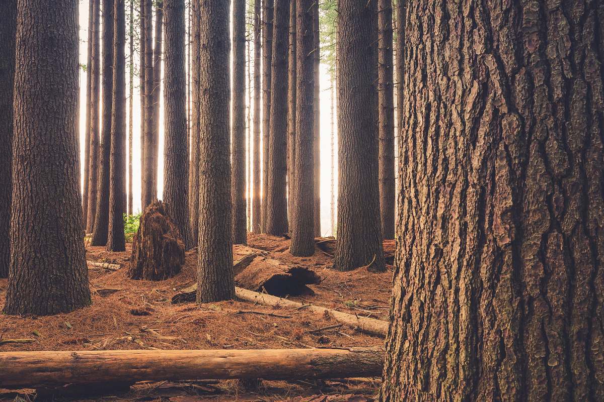 nature brown log surrounded with trees forest