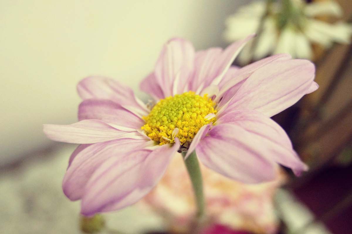 botanical shallow focus photography of pink flower bloom