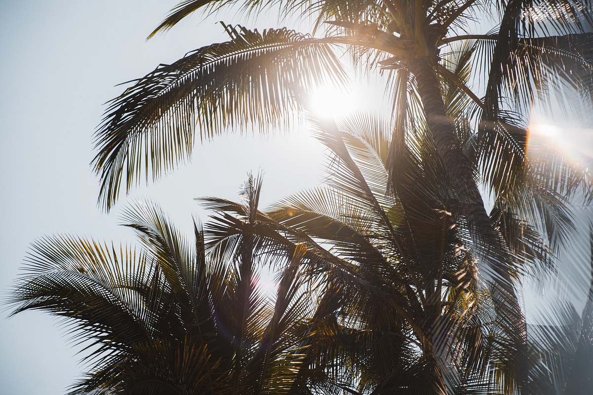 flare palm trees palm tree