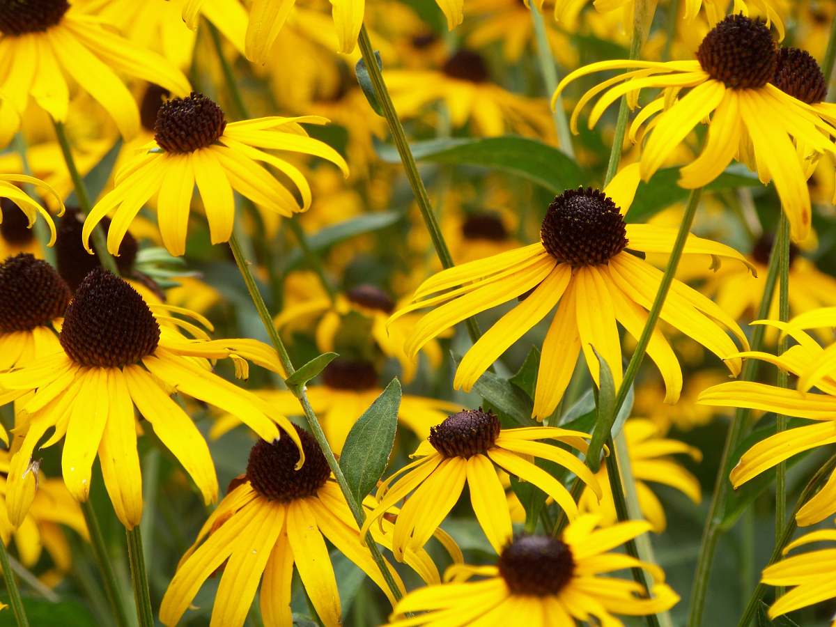flower selective focus photography of yellow petaled flowers yellow