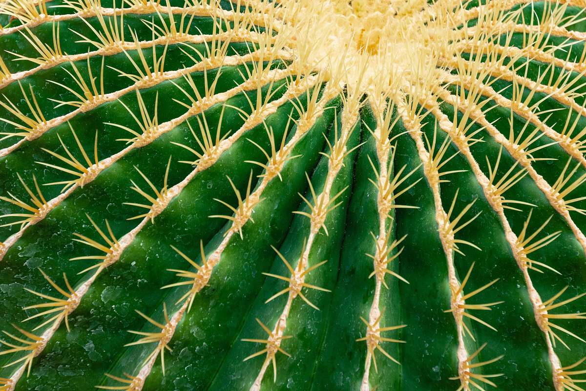 cactus green and yellow cactus botanic garden