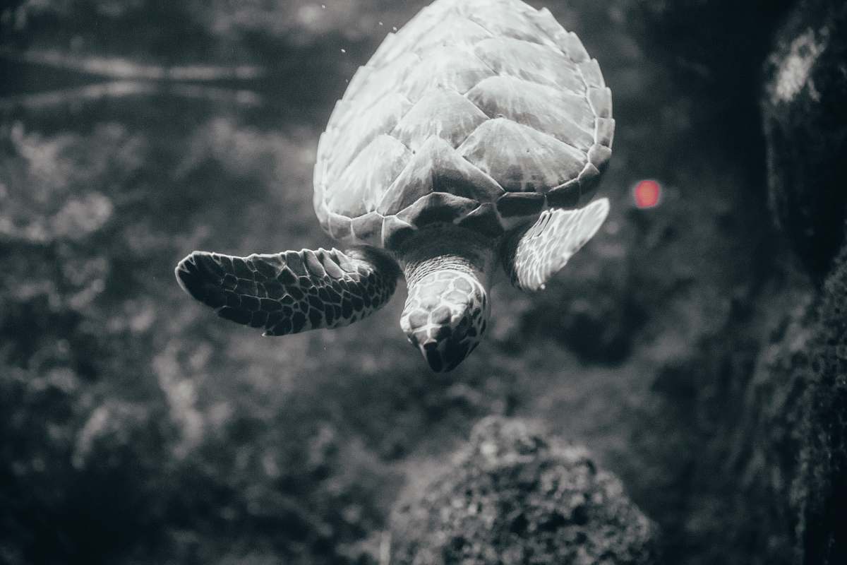 reptile grayscale photography of turtle sea life