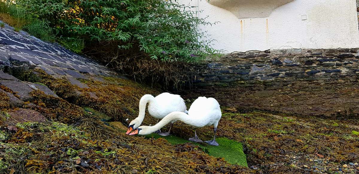 bird two white gooses waterfowl
