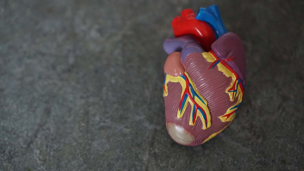 heart heart illustration human heart