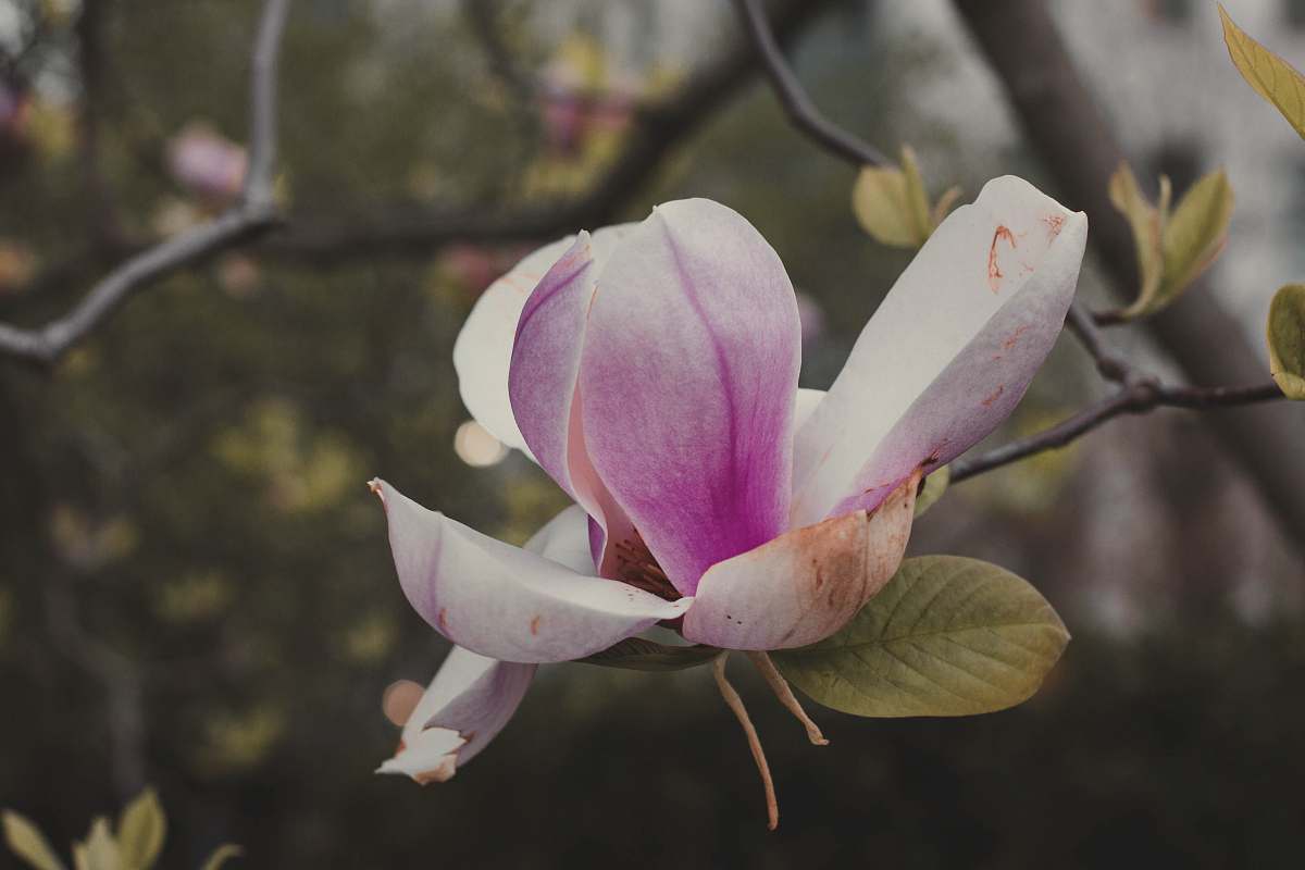 flower pink and white-petaled flower petal