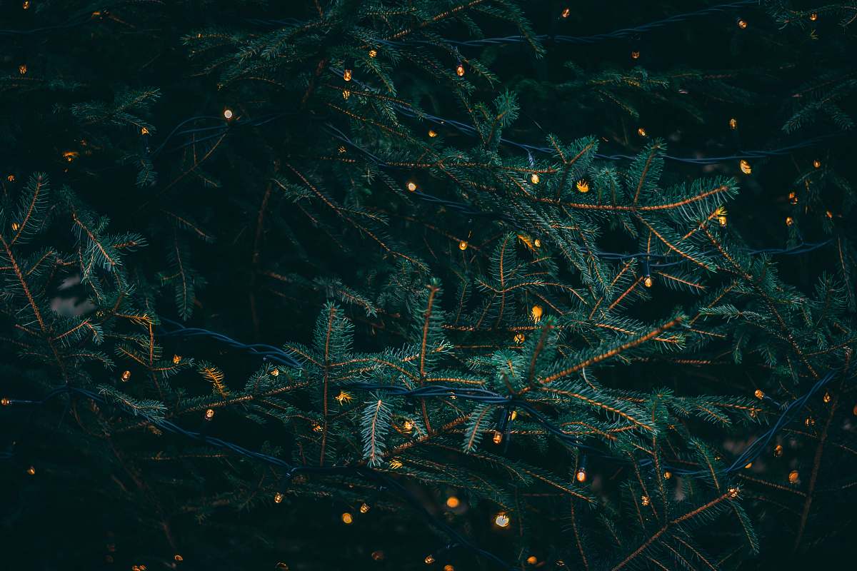 holiday green pine tree with fireflies winter