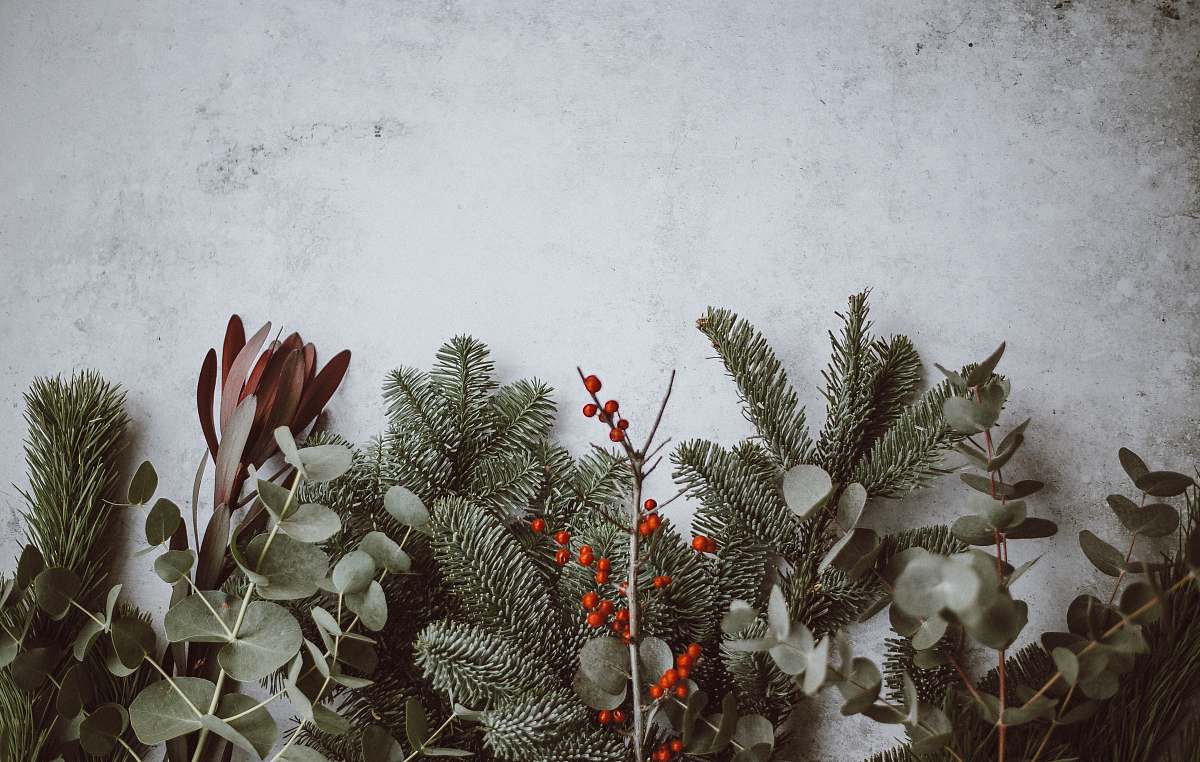 holiday photo of green leafed plants winter