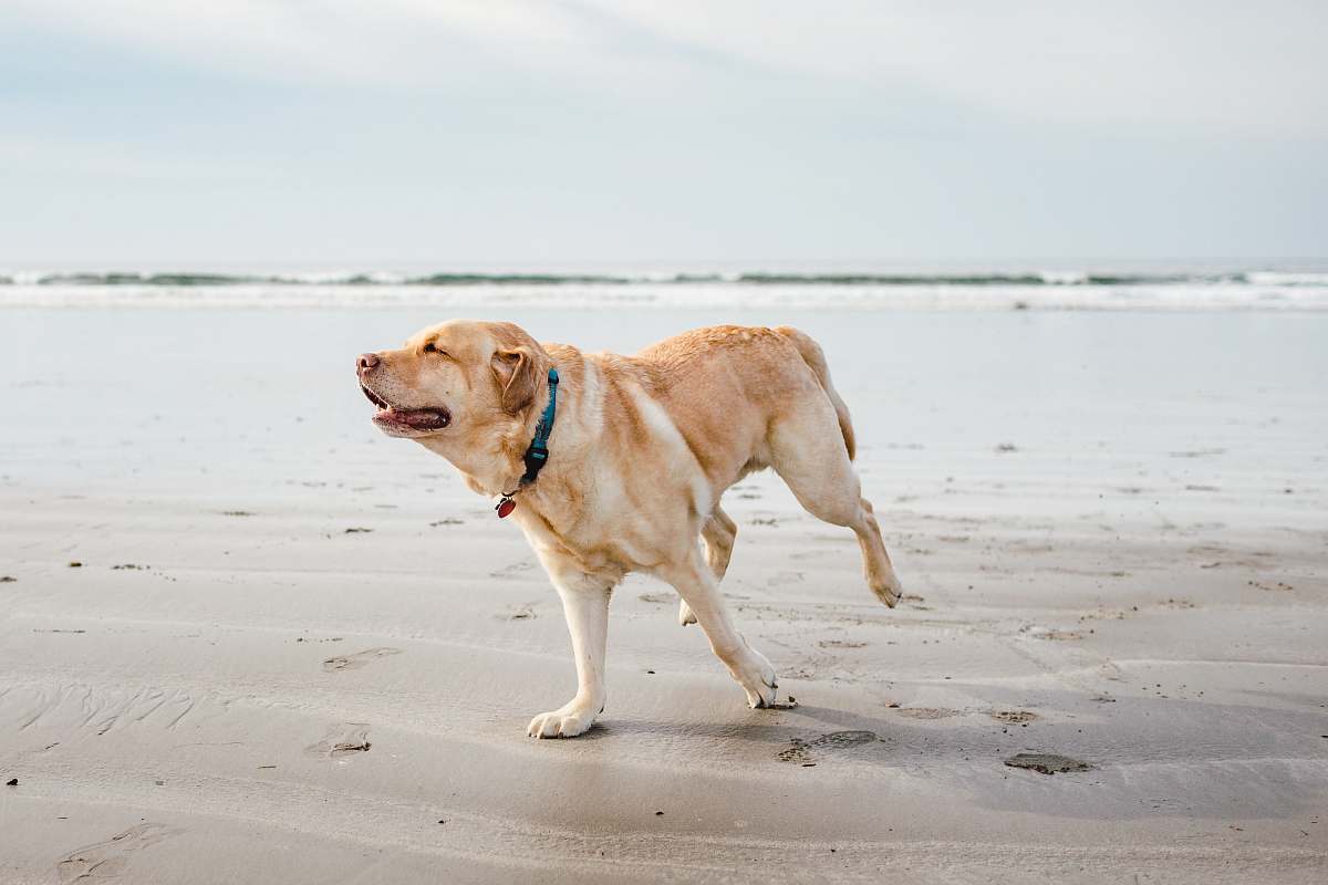 animal adult yellow Labrador retriever on sand pet
