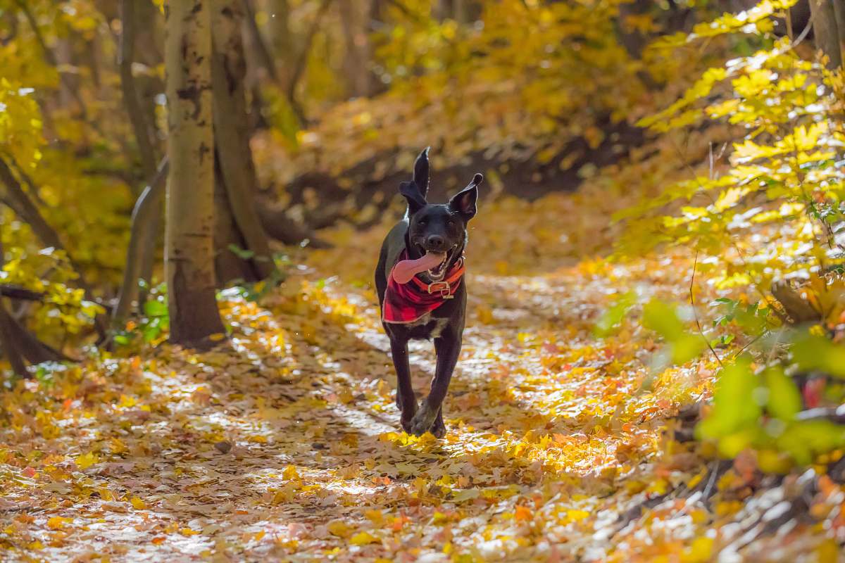 birch dog running on writhed leaves surrounded by trees flora