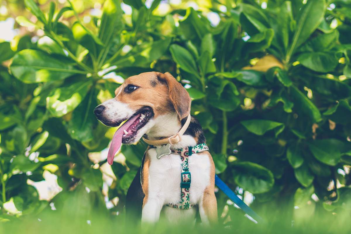 canine shallow focus photography of tricolor dog pet