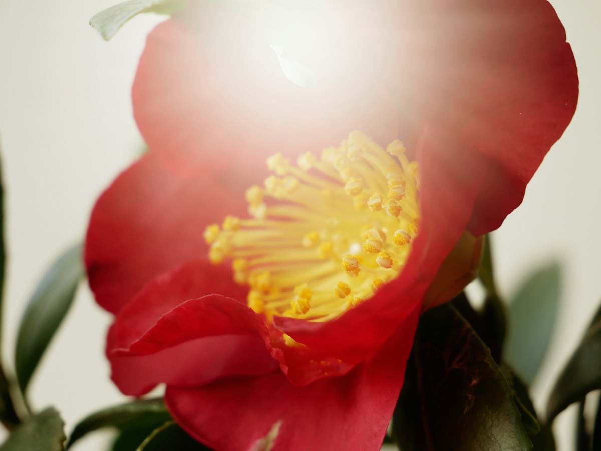 blossom selective focus photography of red petaled flower flora
