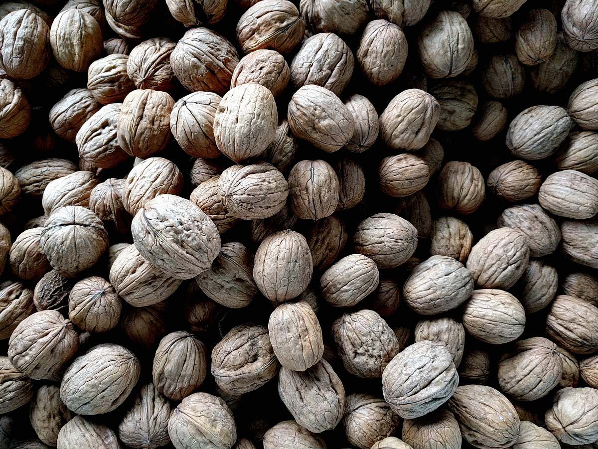 nuts bundle of white seeds walnut