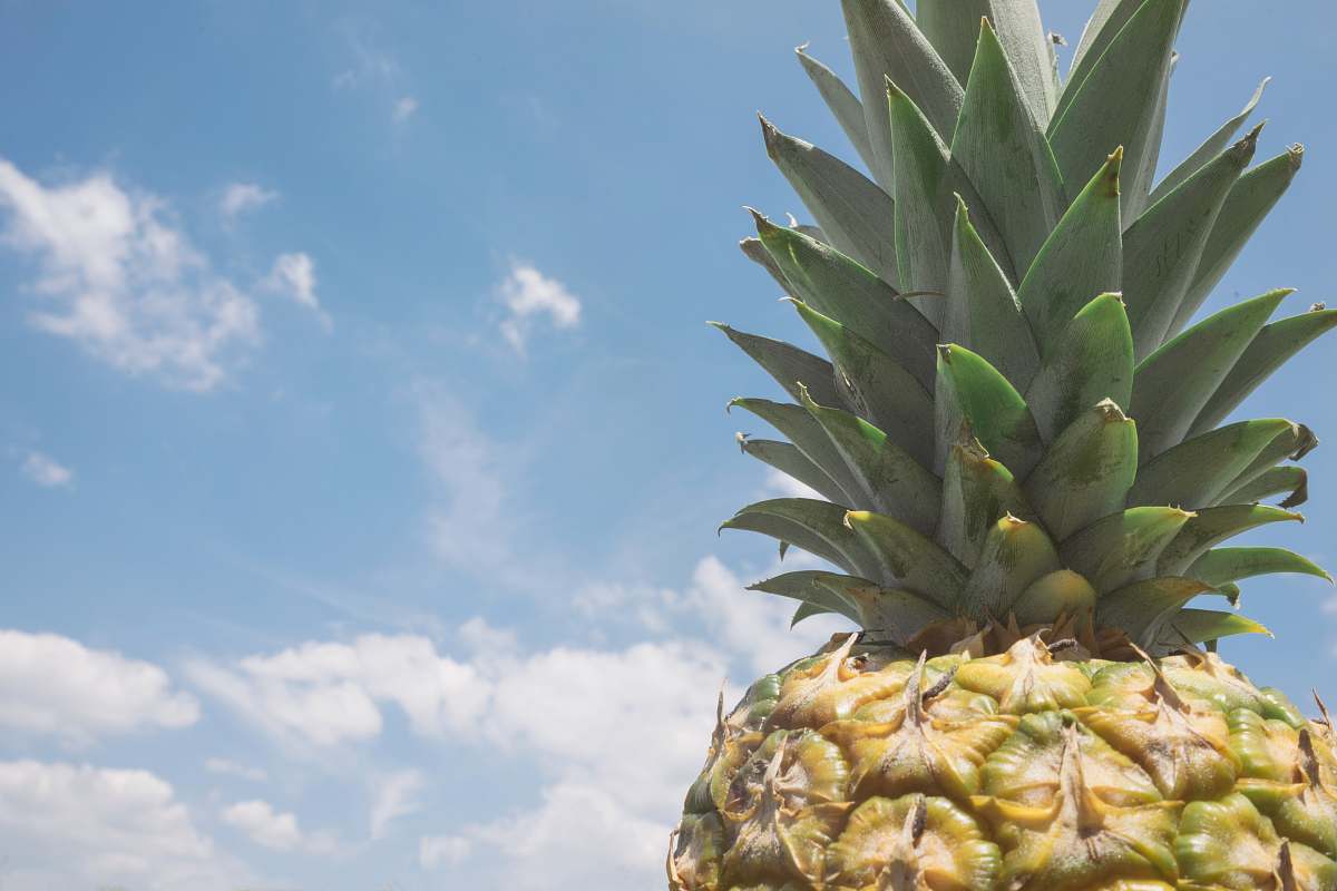 fruit closeup photo of pineapple pineapple