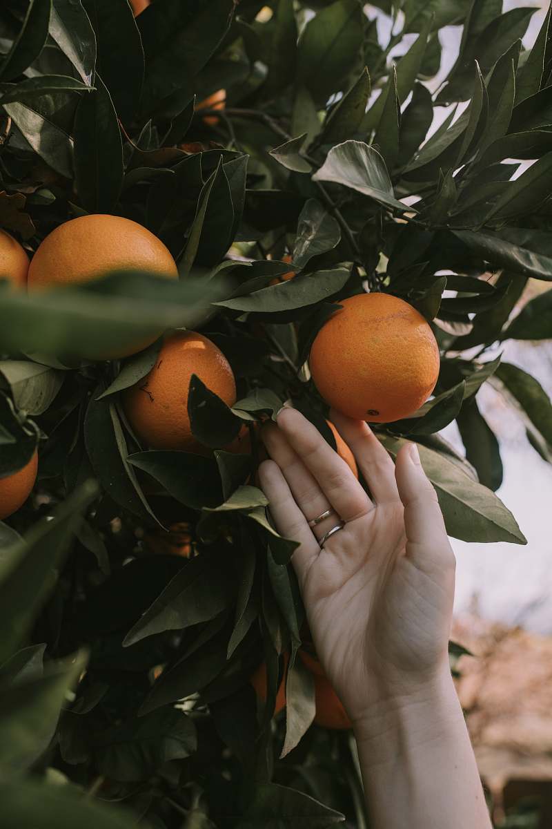 fruit person holding orange fruit with green leaf plant