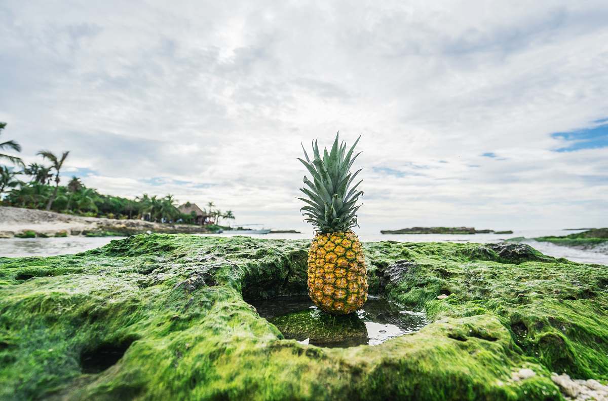 fruit pineapple fruit pineapple