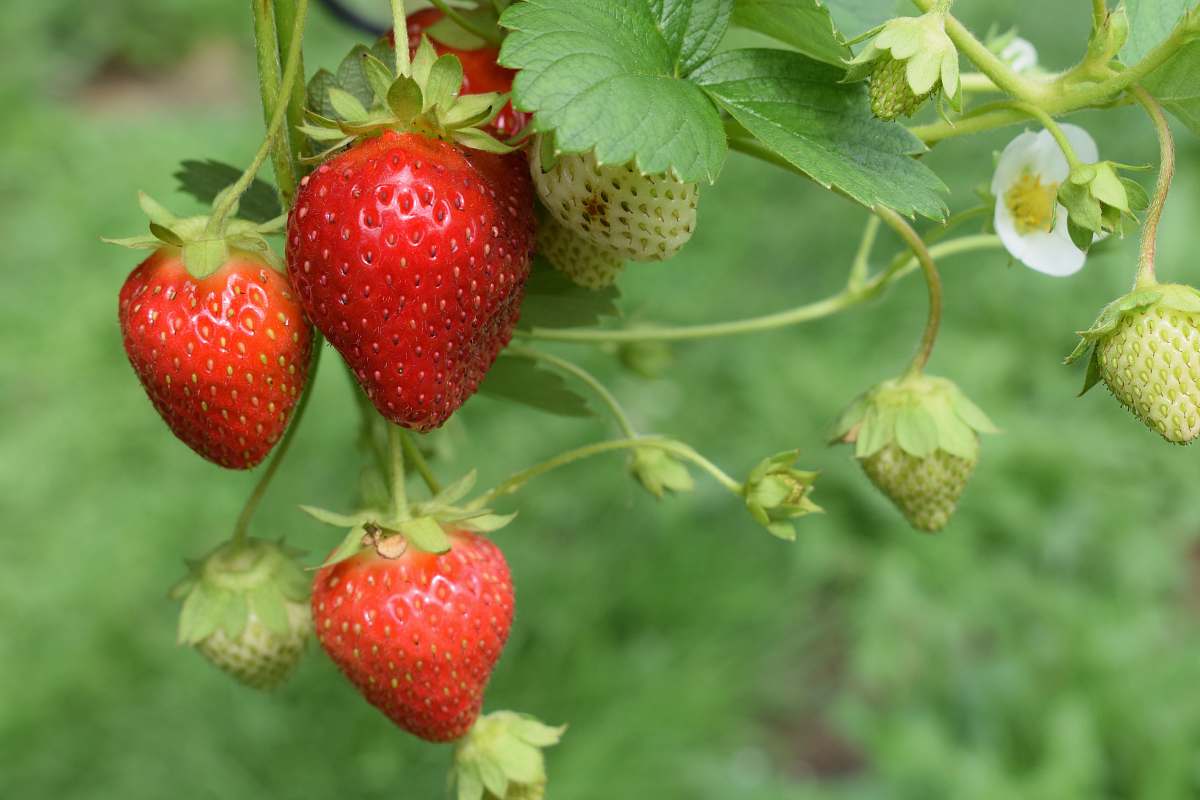 fruit red strawberries strawberry