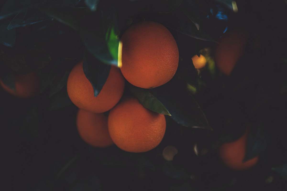 fruit several orange fruits citrus fruit