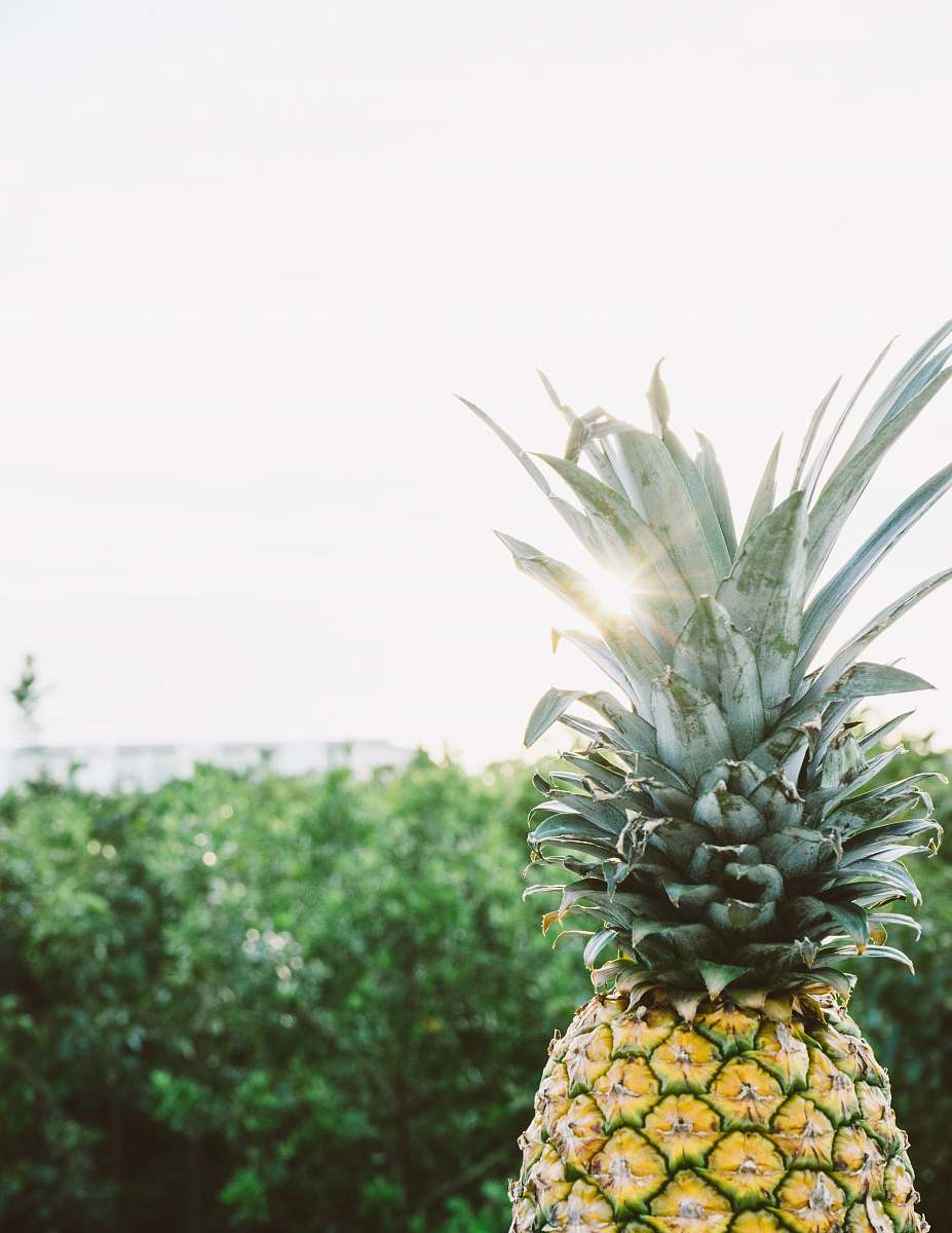 fruit yellow and green pineapple fruit near trees at daytime pineapple