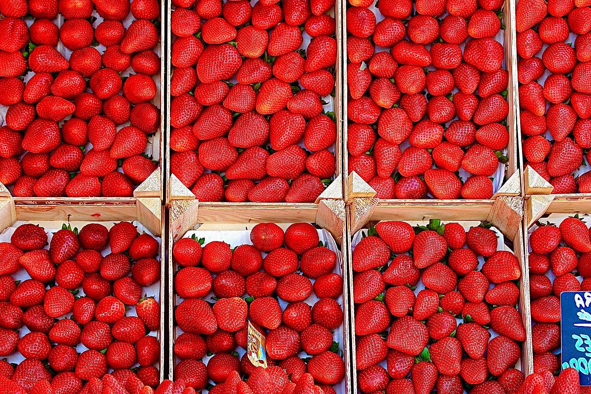 plant red strawberries strawberry