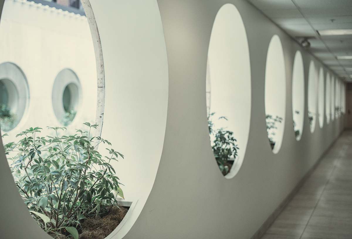 corridor green-leafed plant on white wooden cubicles window