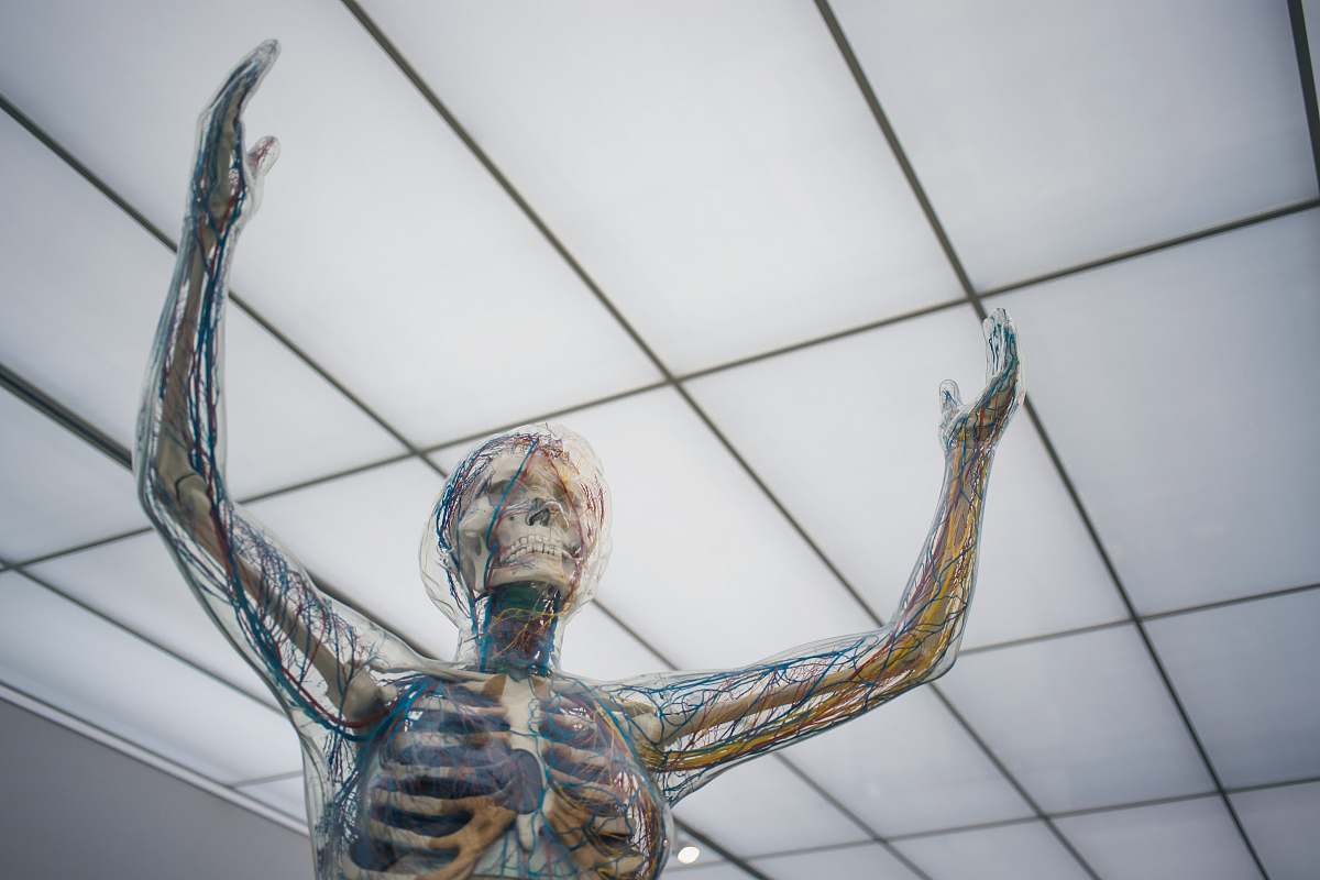skin human body sculpture skeleton