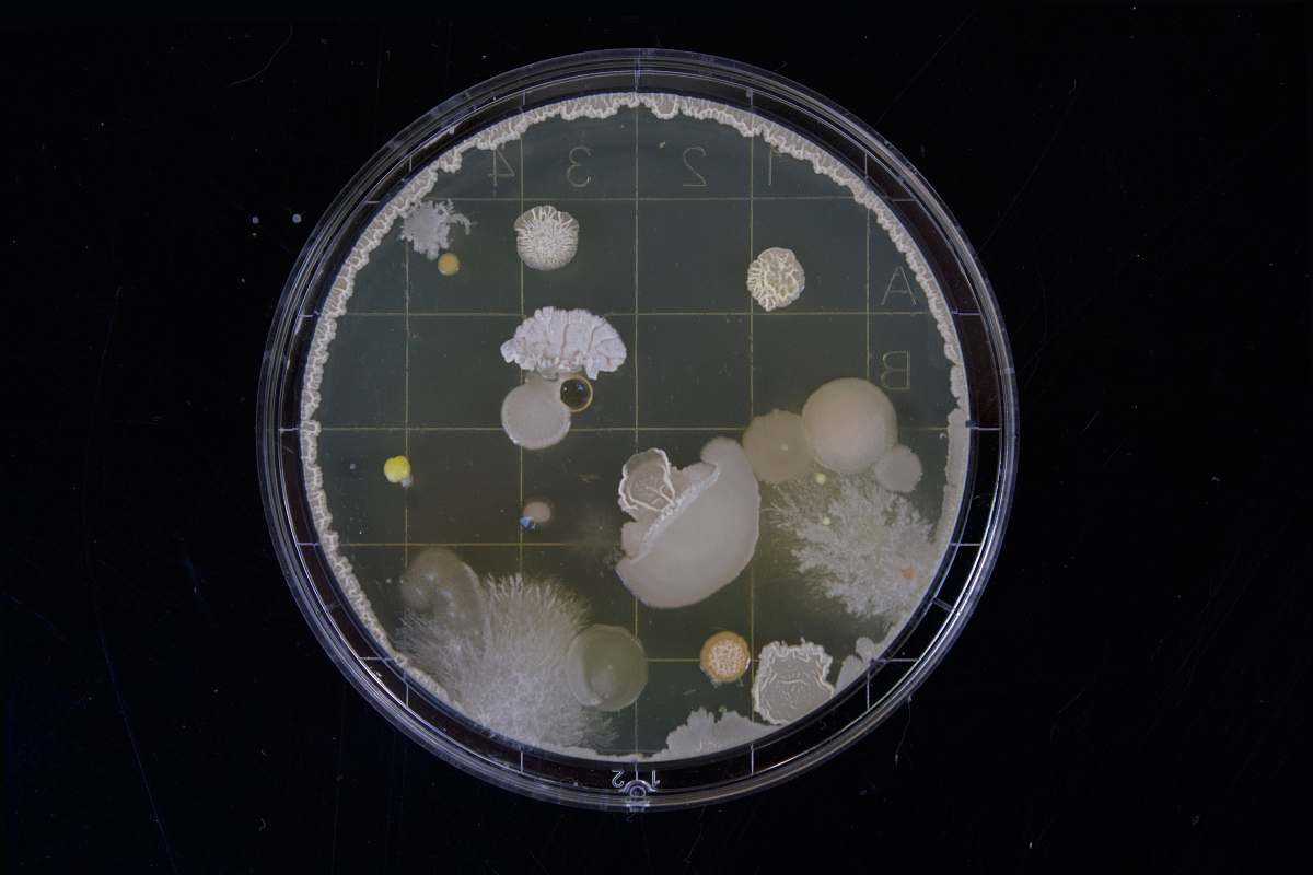 science scope image bacteria