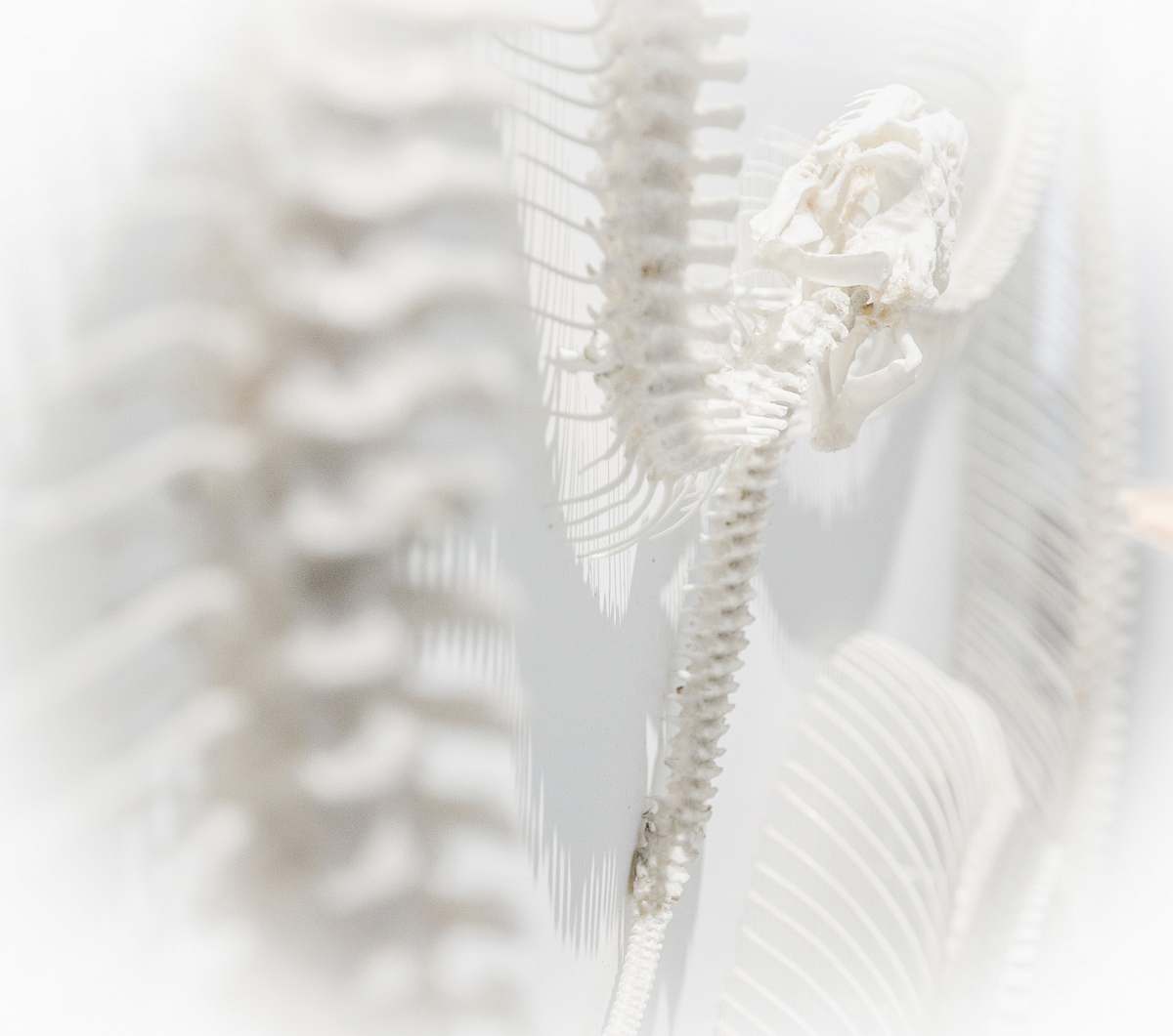 snake white skeleton system shadow