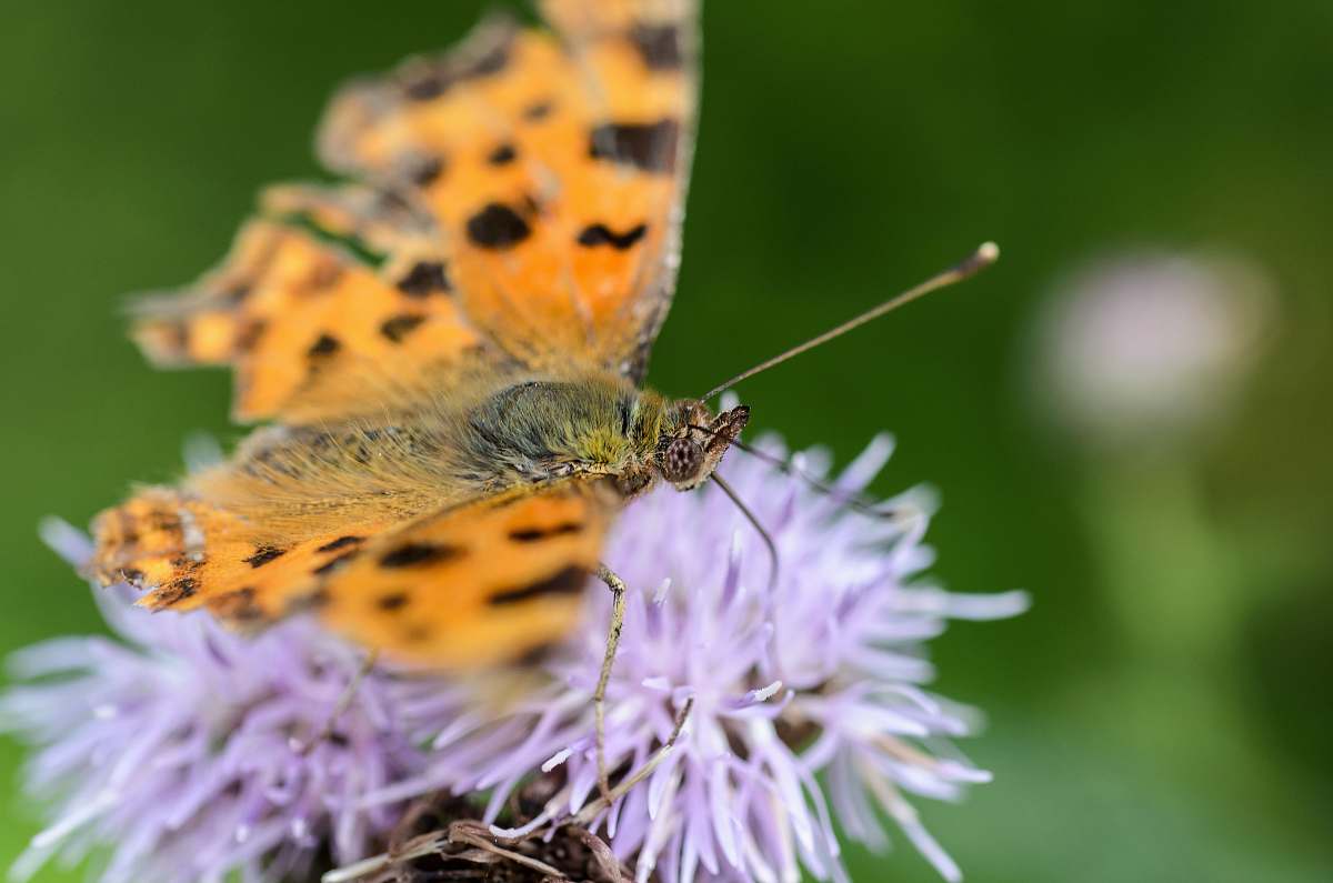butterfly orange and black butterfly on flower animal