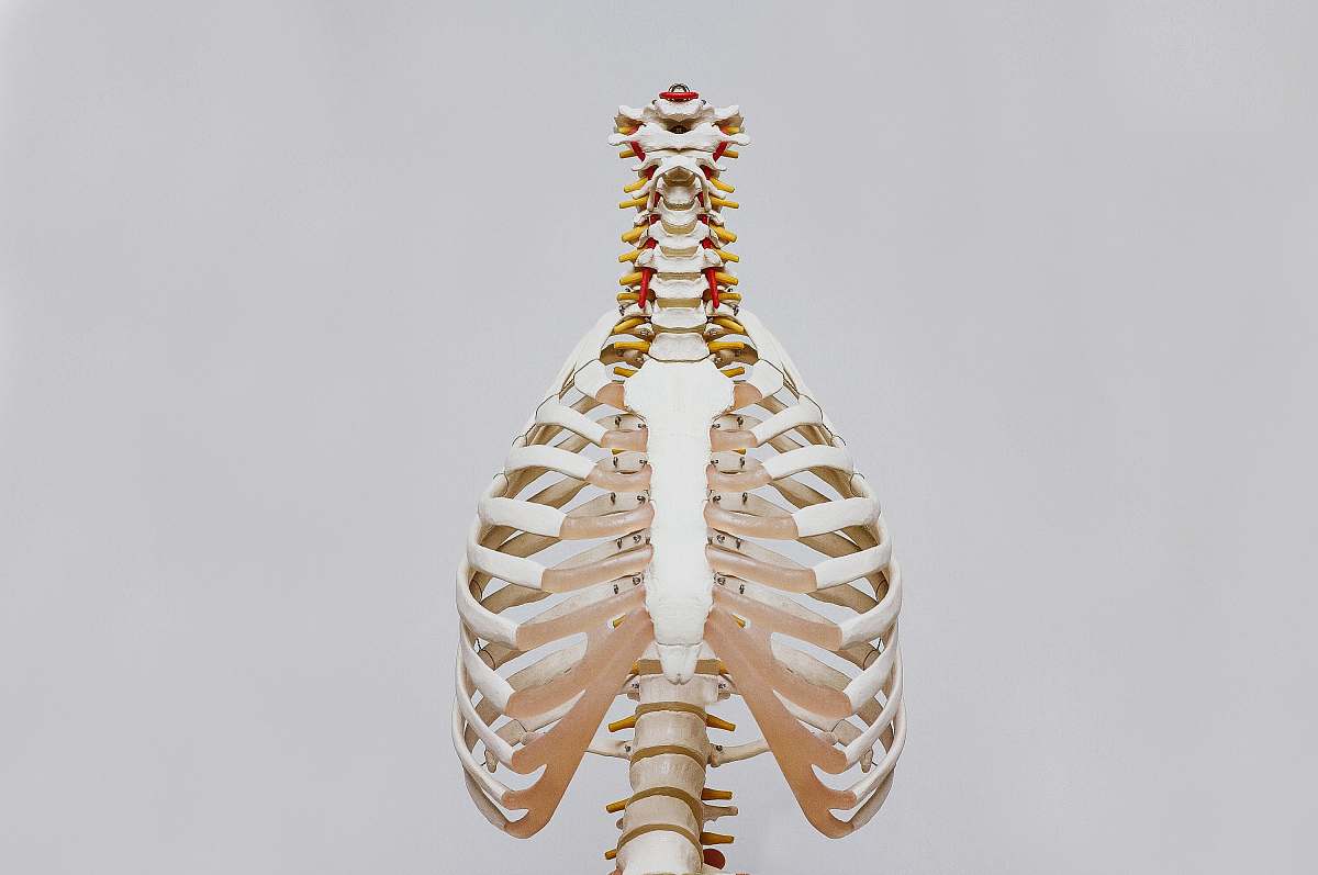 body beige and white skeleton grey